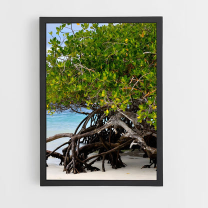 ap-mangrove-9 cadre Noir