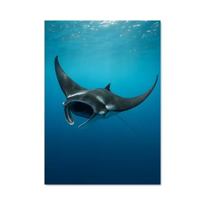 Poster Danse des Manta
