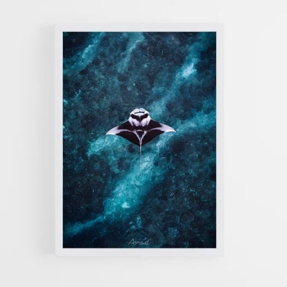 ap-manta ray-8 cadre Blanc