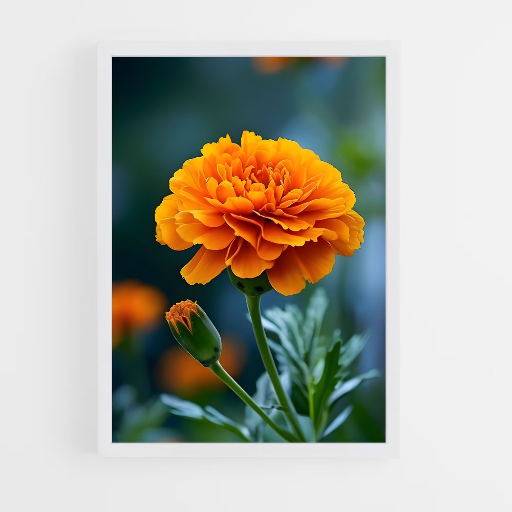 ap-marigold-1 cadre Blanc