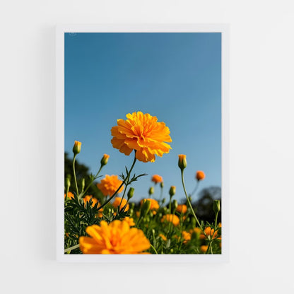 ap-marigold-10 cadre Blanc