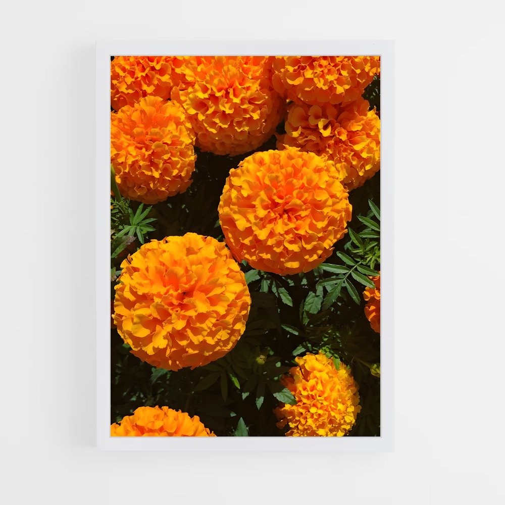 ap-marigold-2 cadre Blanc