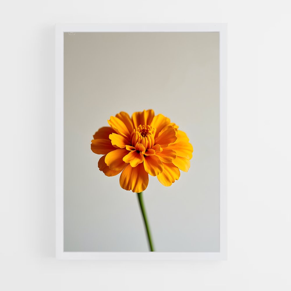 ap-marigold-4 cadre Blanc