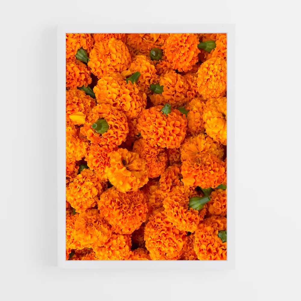 ap-marigold-7 cadre Blanc