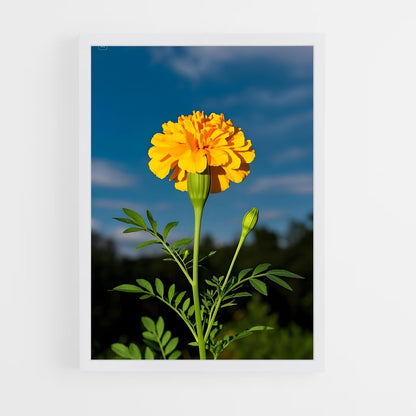 ap-marigold-8 cadre Blanc