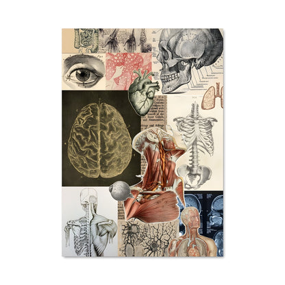 Poster Anatomie Élévée