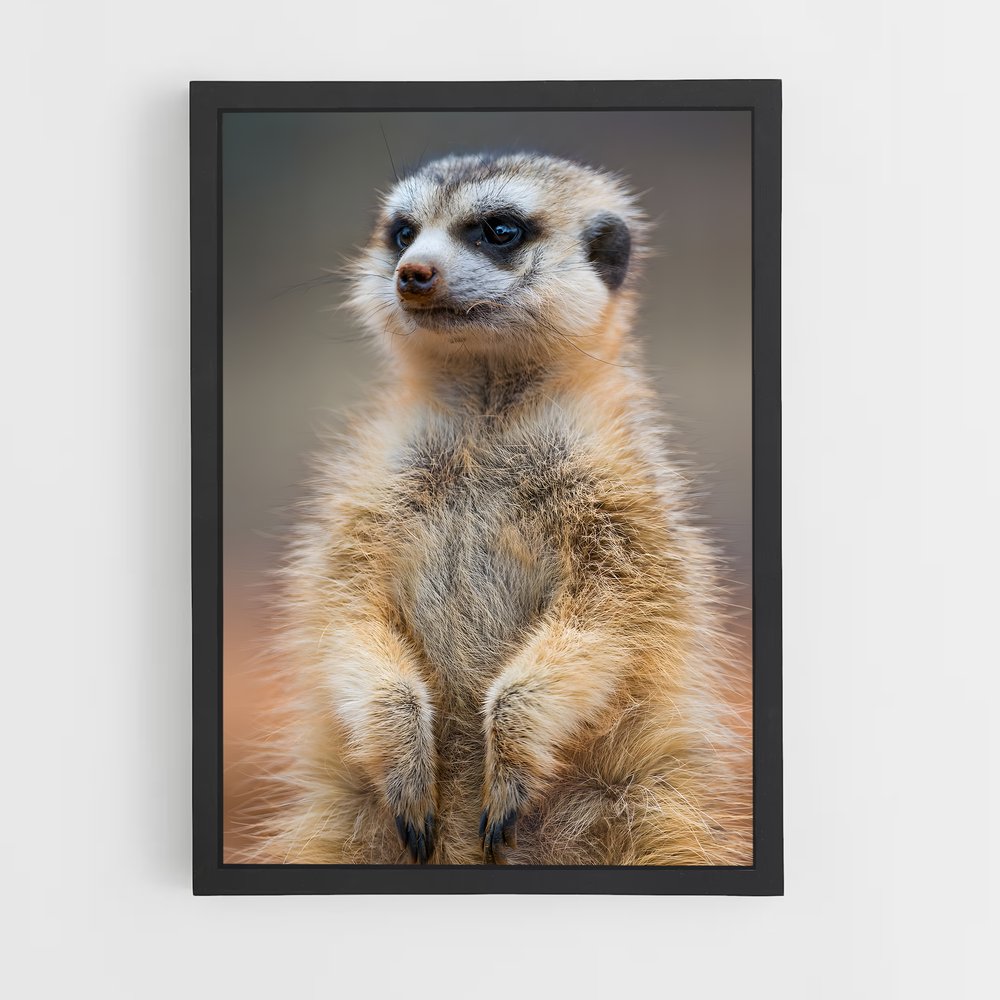 ap-meerkat-10 cadre Noir