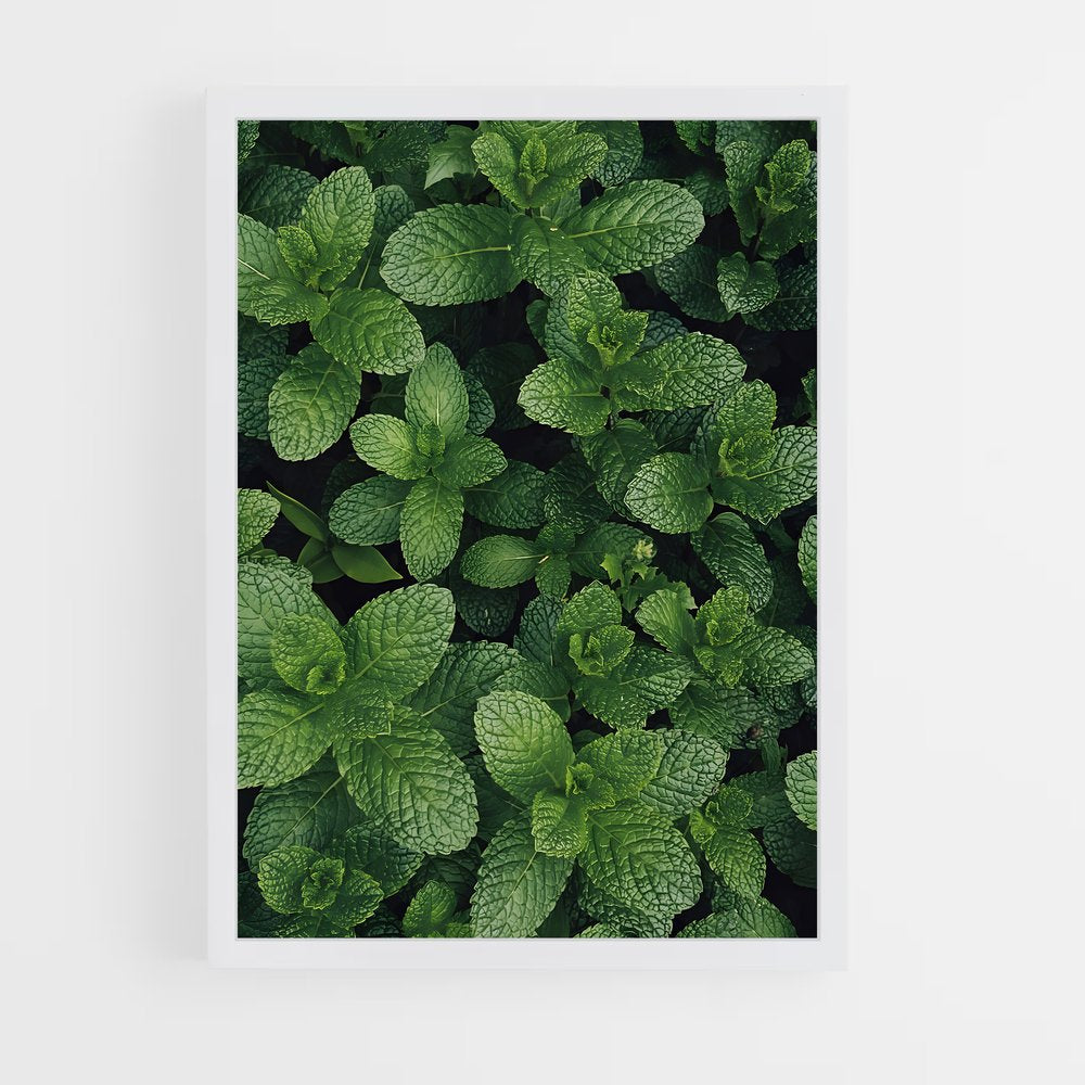 ap-mint-2 cadre Blanc