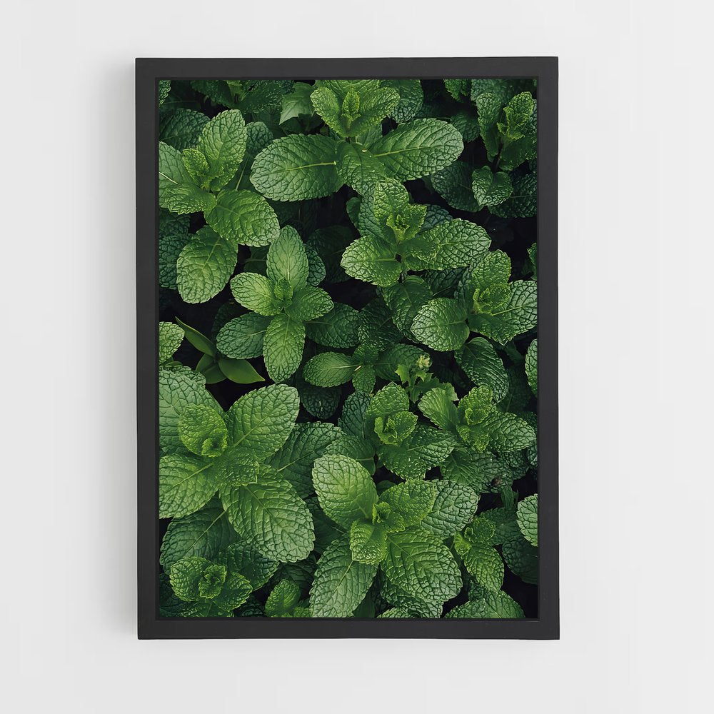 ap-mint-2 cadre Noir