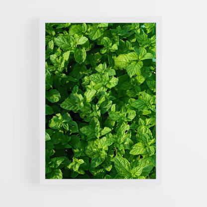 ap-mint-3 cadre Blanc