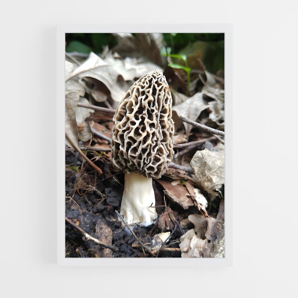 ap-morel-2 cadre Blanc