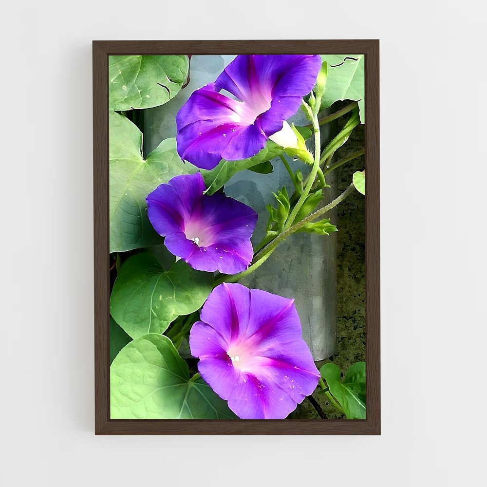ap-morning glory-1 cadre Bois foncé
