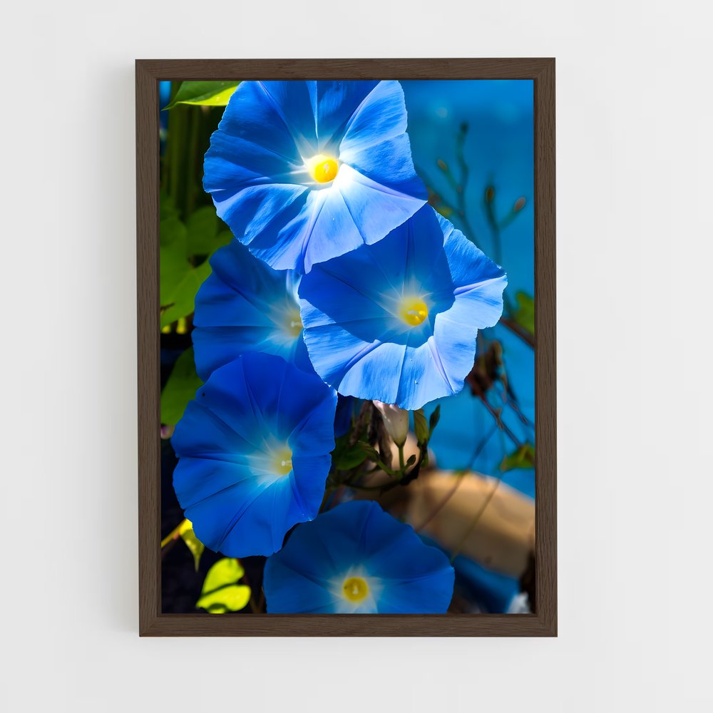 ap-morning glory-2 cadre Bois foncé