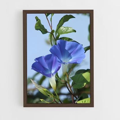 ap-morning glory-7 cadre Bois foncé
