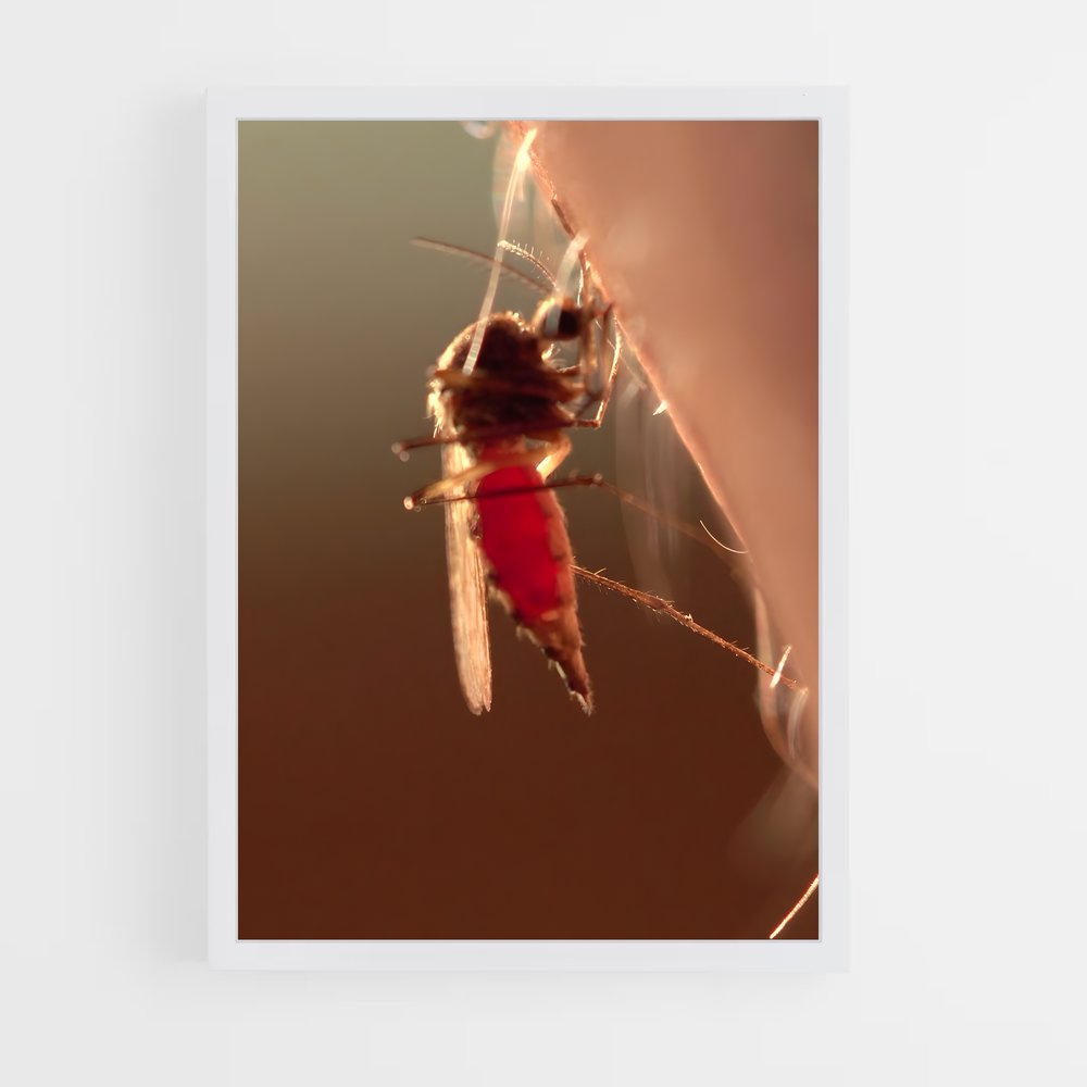 ap-mosquito-3 cadre Blanc