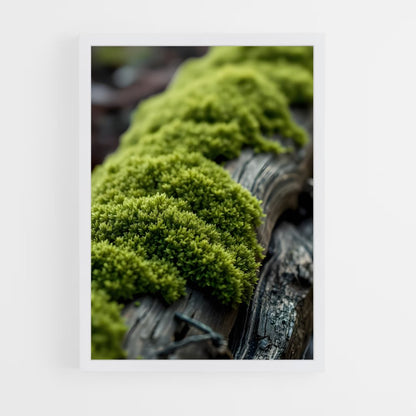 ap-moss-2 cadre Blanc
