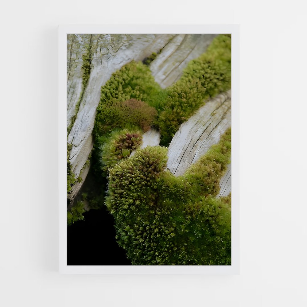 ap-moss-6 cadre Blanc