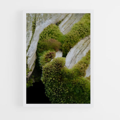 ap-moss-6 cadre Blanc