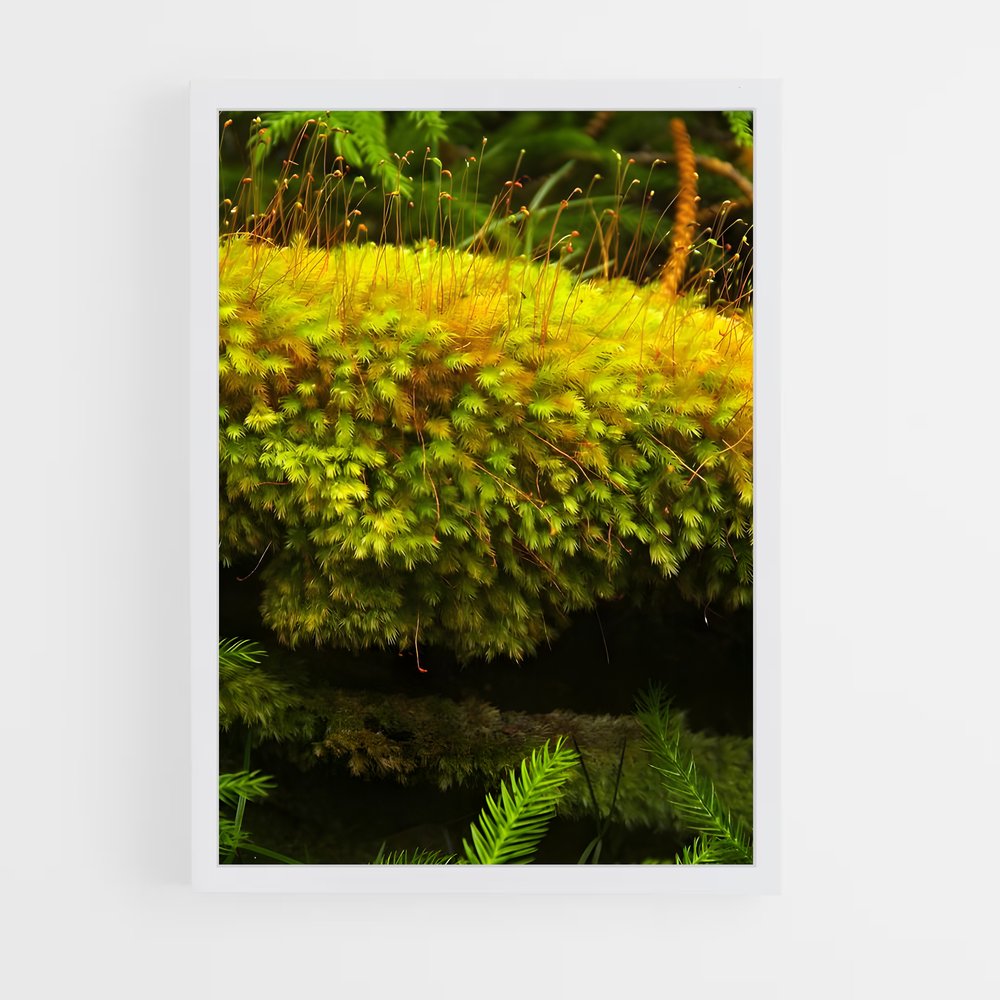 ap-moss-7 cadre Blanc