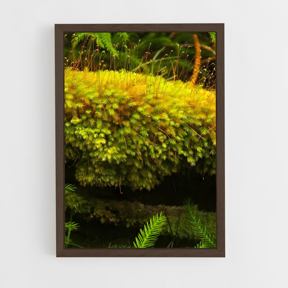 ap-moss-7 cadre Bois foncé