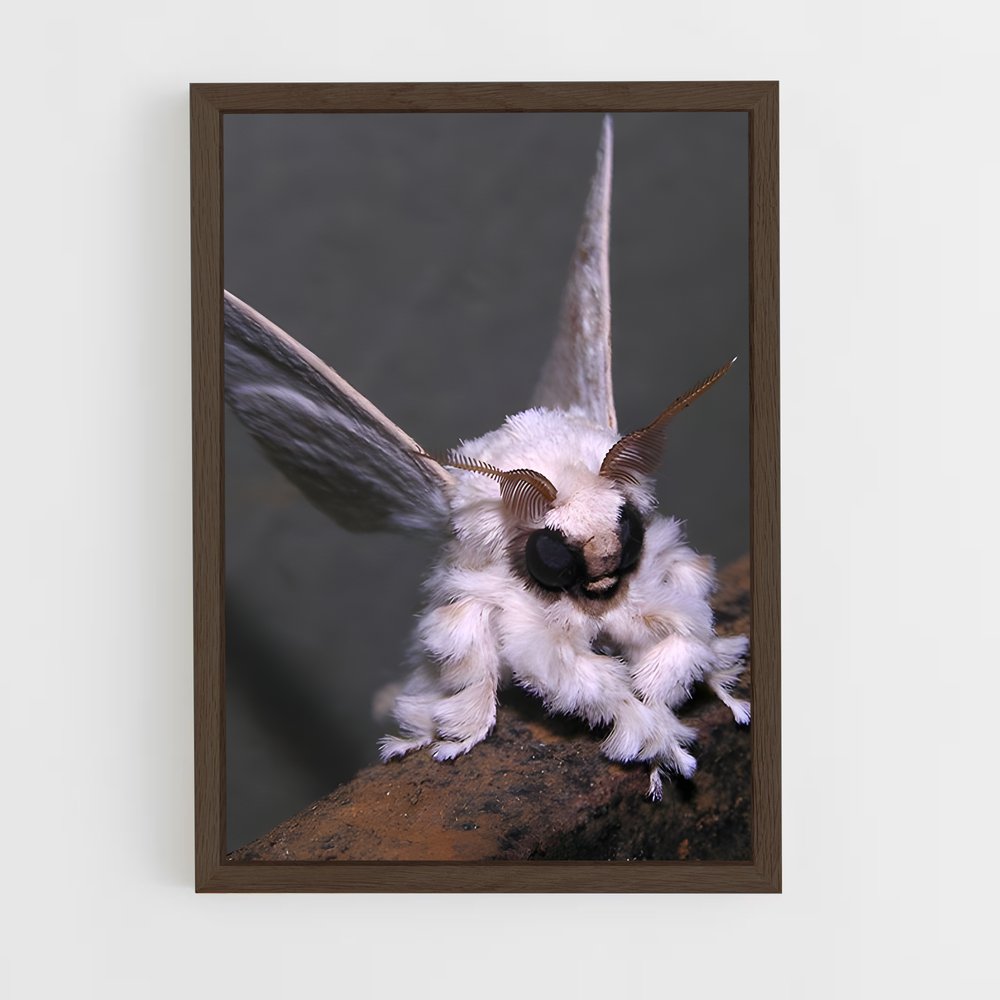 ap-moth-1 cadre Bois foncé