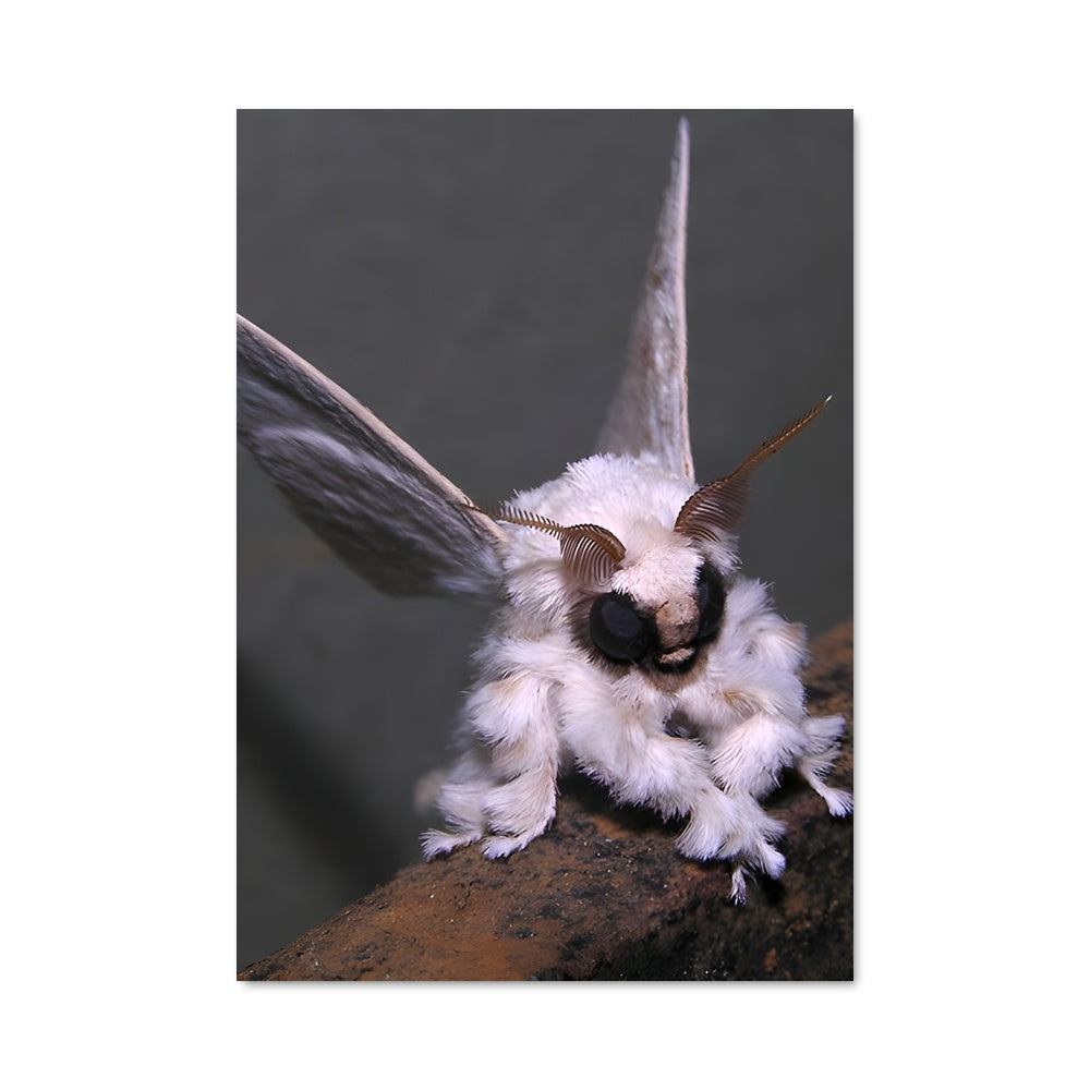 Poster Moth 84005