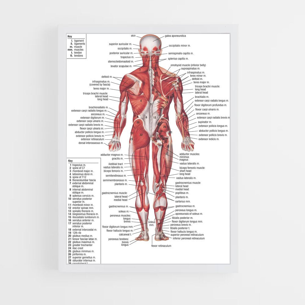 ap-muscle-1 cadre Blanc