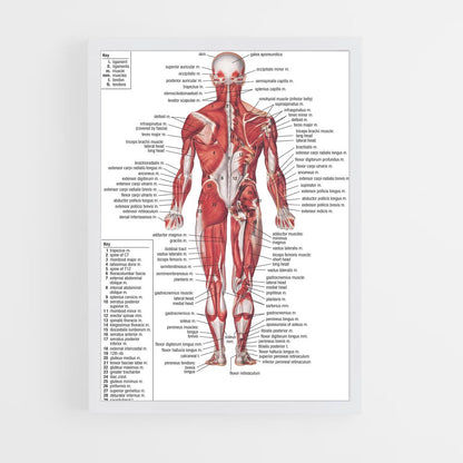 ap-muscle-1 cadre Blanc