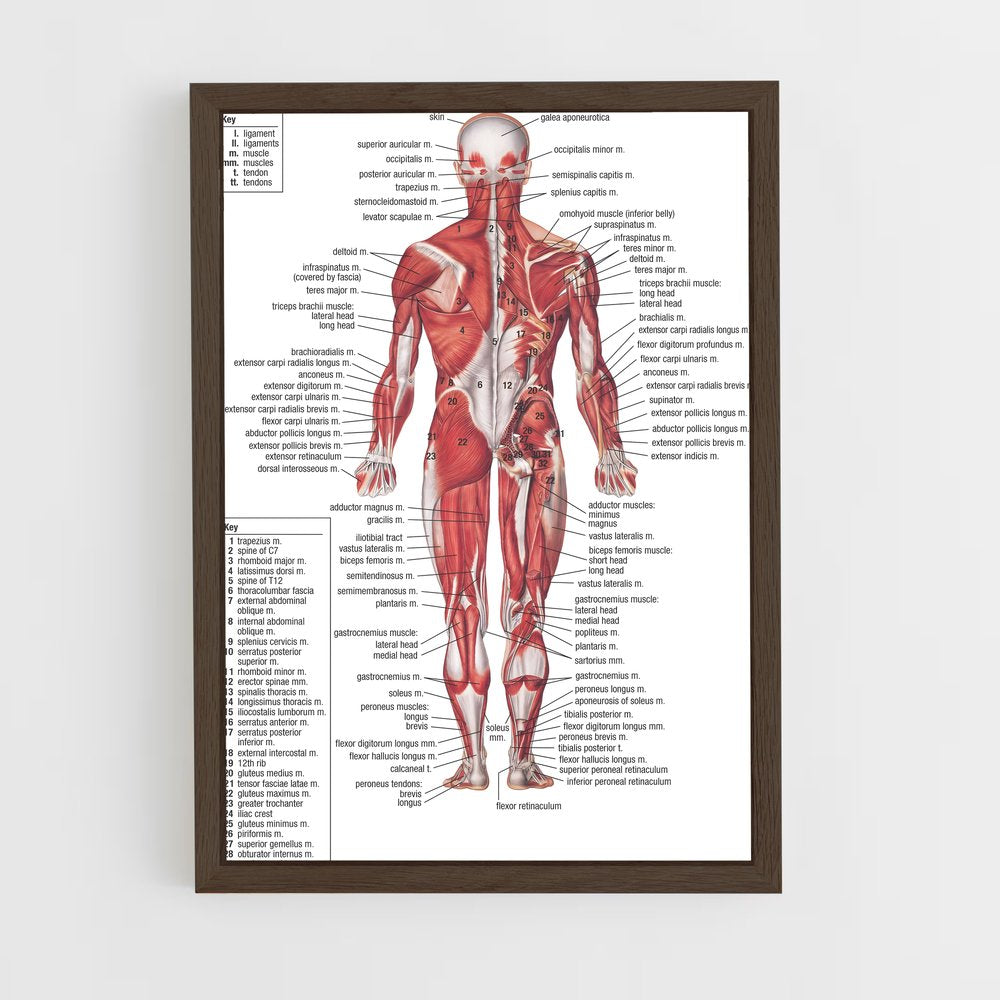 ap-muscle-1 cadre Bois foncé