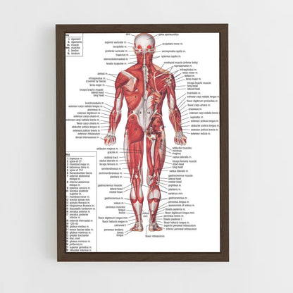 ap-muscle-1 cadre Bois foncé