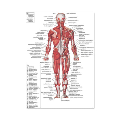 Poster Muscle 17519