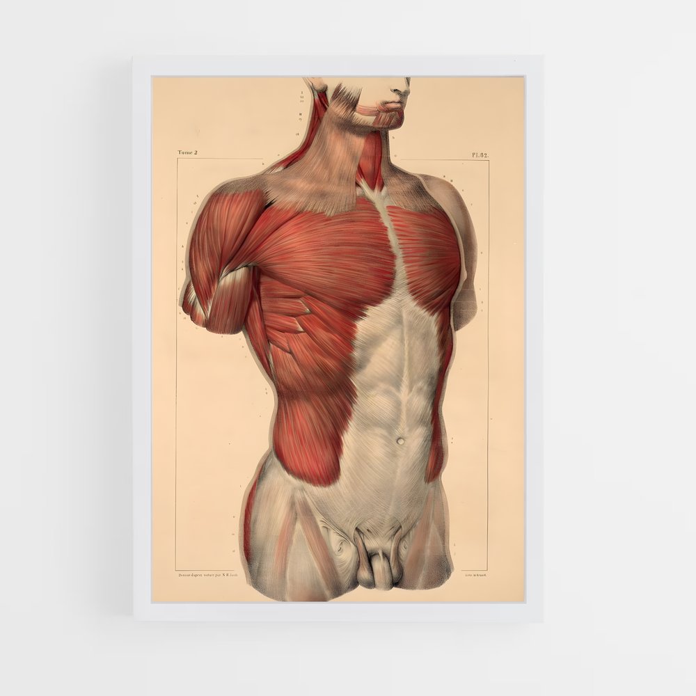 ap-muscle-2 cadre Blanc