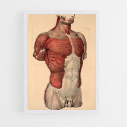 ap-muscle-2 cadre Blanc
