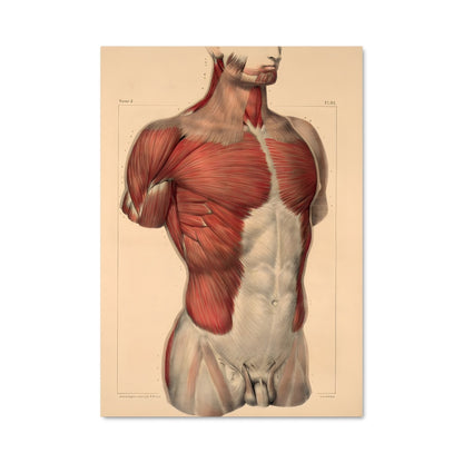 Poster Muscle 17521