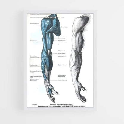 ap-muscle-4 cadre Blanc