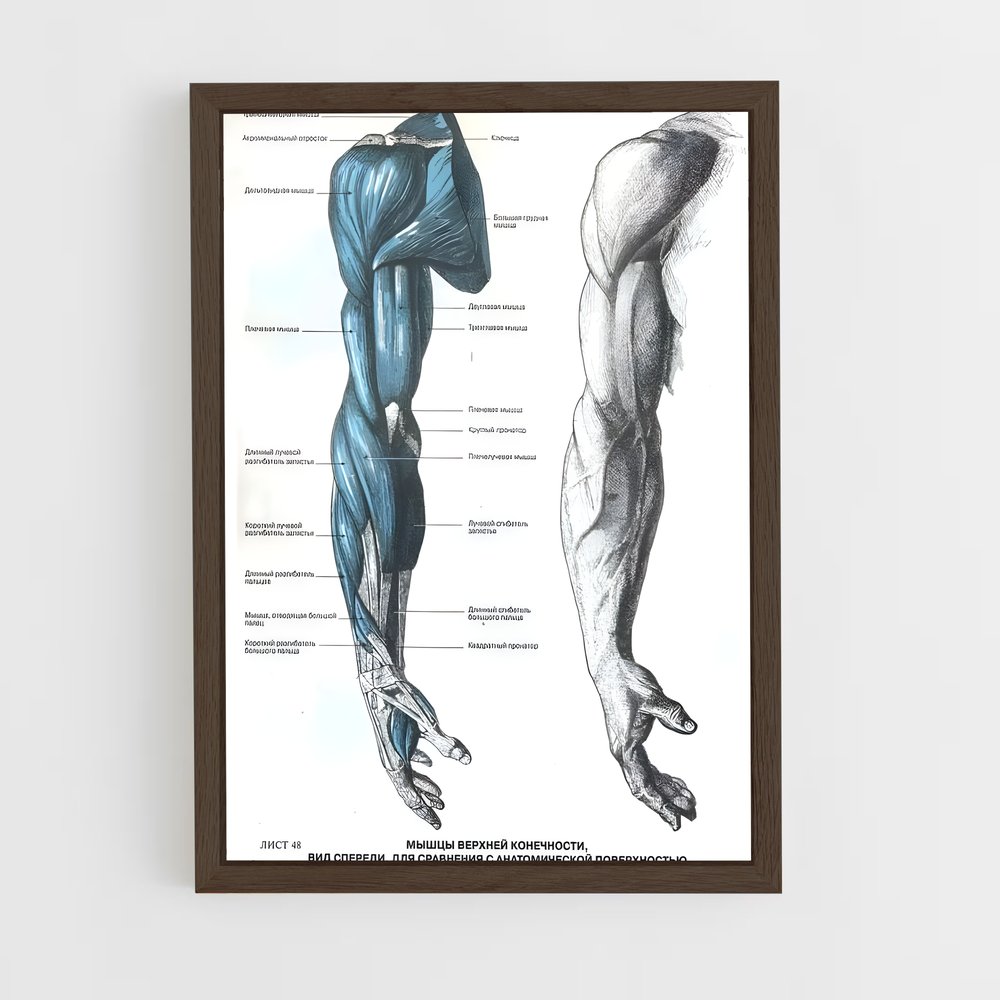 ap-muscle-4 cadre Bois foncé