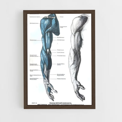 ap-muscle-4 cadre Bois foncé