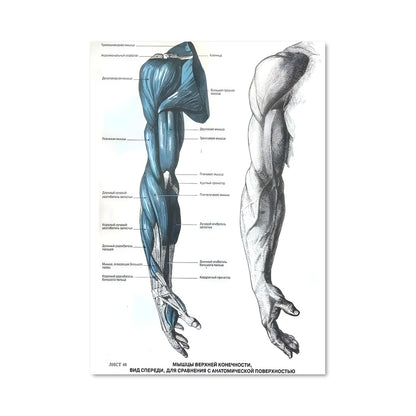 Poster Muscle 17524