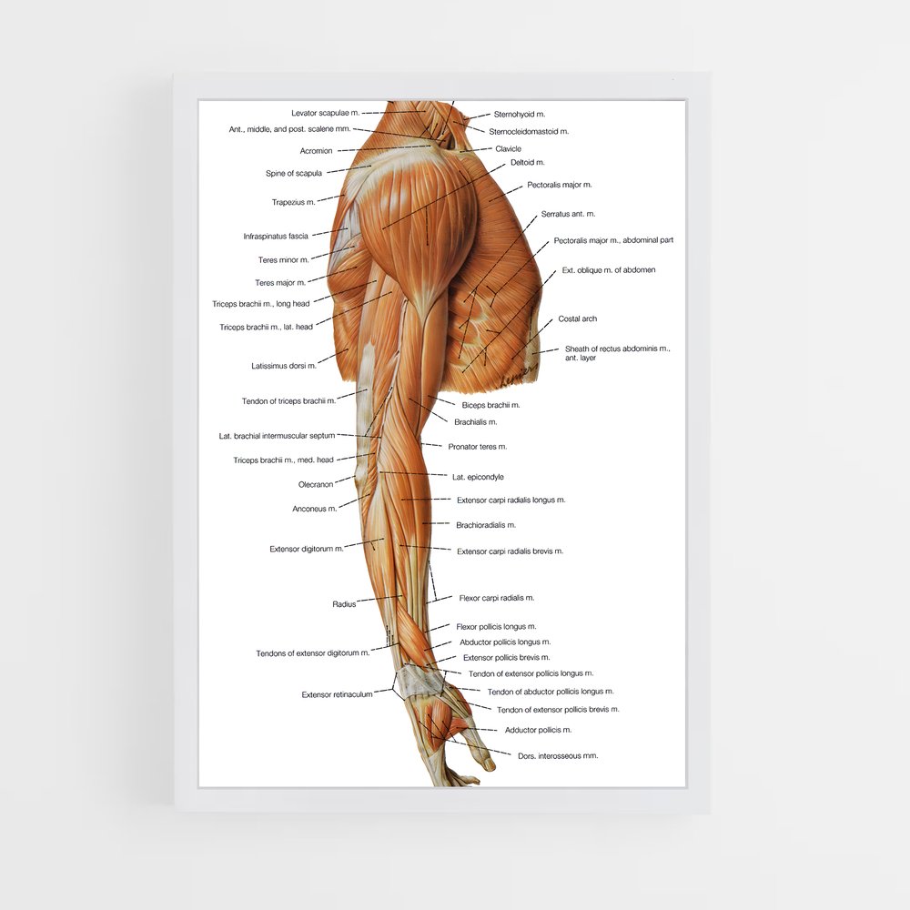 ap-muscle-5 cadre Blanc