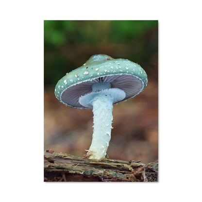 Poster Champignon Azur