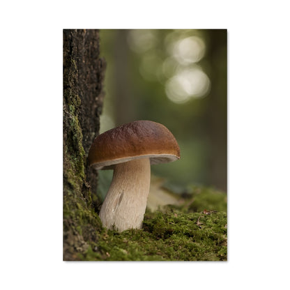 Poster Mushroom 94178