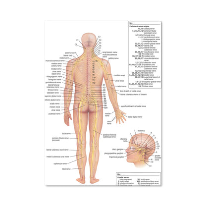 Poster Neurographie
