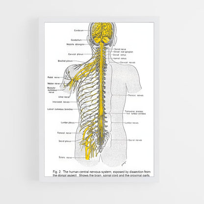ap-nerve-2 cadre Blanc