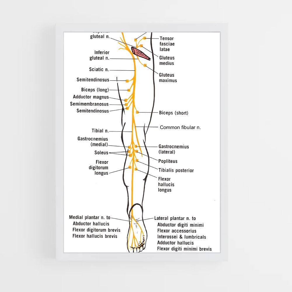 ap-nerve-3 cadre Blanc
