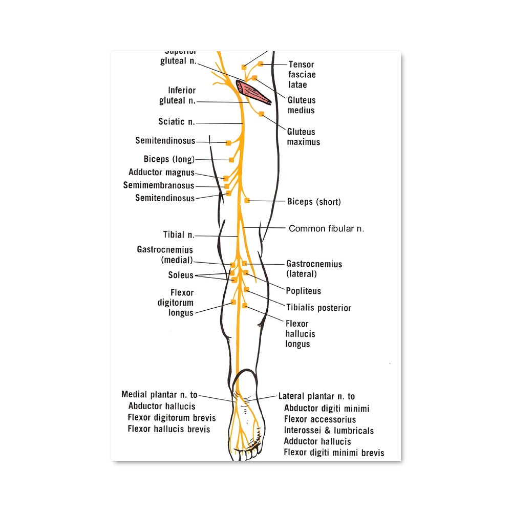 Poster Nerve Connection