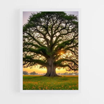 ap-oak-4 cadre Blanc