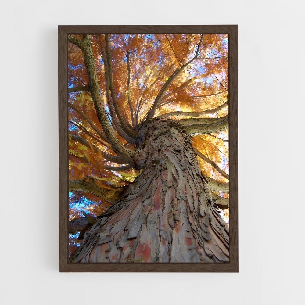 ap-oak-6 cadre Bois foncé