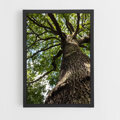 ap-oak-7 cadre Noir