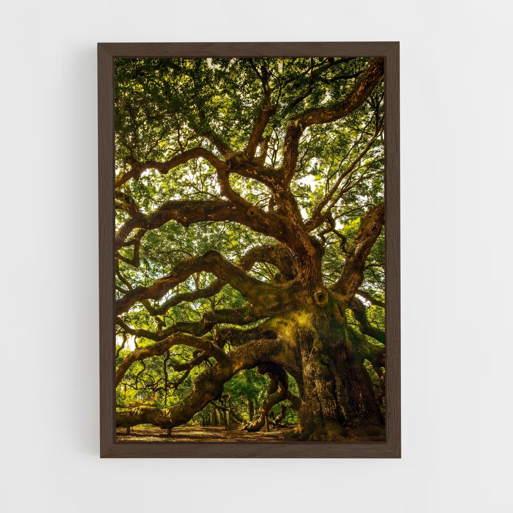 ap-oak-8 cadre Bois foncé