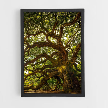 ap-oak-8 cadre Noir